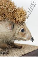 Hedgehog - Erinaceus europaeus 0017